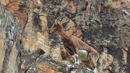 Dağ keçileri otoyol kenarında kameralara yansıdı