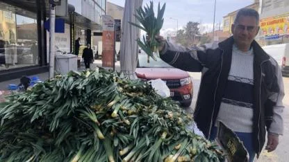 Doğadan sofralara şifalı çiriş otu