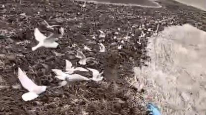 Kuşlar traktörle tarlayı takip etti