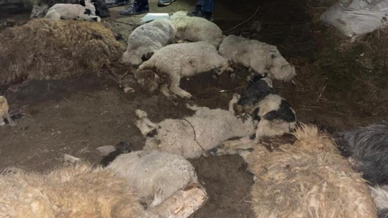 Gece yarısı çöken ahırda 56 hayvan telef oldu