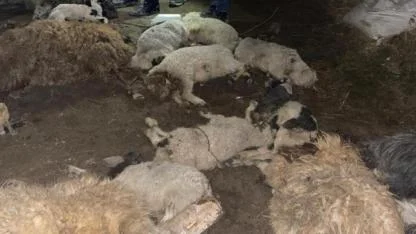 Gece yarısı çöken ahırda 56 hayvan telef oldu