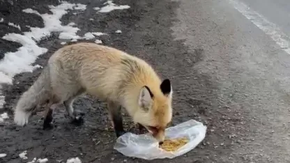 Gezen tilki nasibini buldu