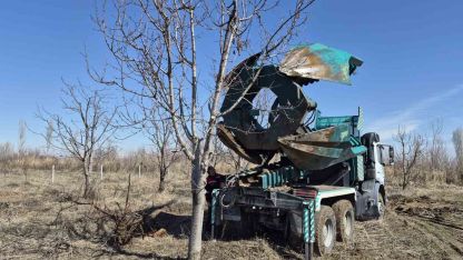 Iğdır’da 15-16 yıllık 77 kiraz ağacı taşınarak kesilmekten kurtarıldı