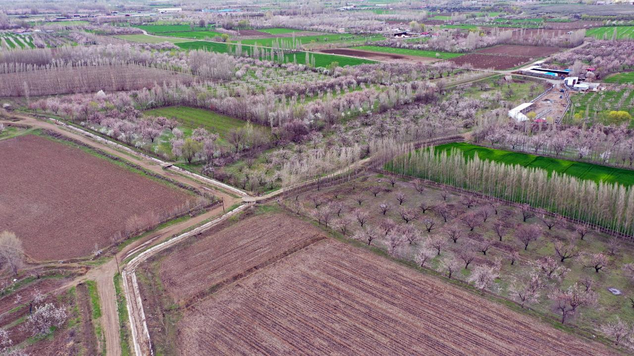 Iğdır’da kayısı ağaçları görsel şölen sunuyor