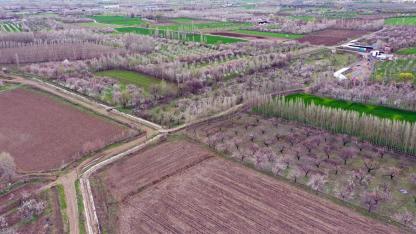 Iğdır’da kayısı ağaçları görsel şölen sunuyor