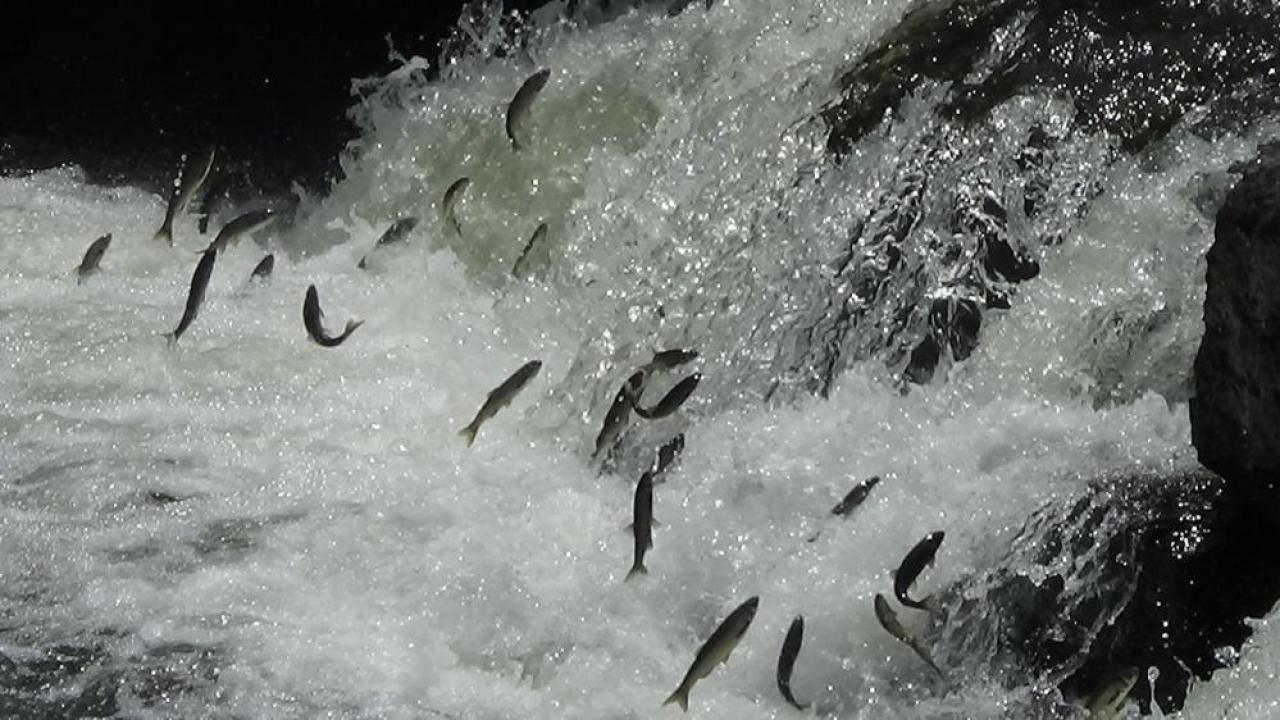 İnci Kefali göçü başladı, av yasaklandı