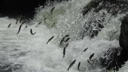 İnci Kefali göçü başladı, av yasaklandı