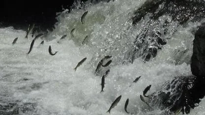 İnci Kefali göçü başladı, av yasaklandı