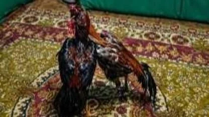 Kağızman’da horoz dövüşüne baskın