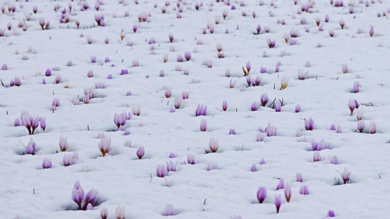 Kar altında açan çiğdemler hayran bıraktı