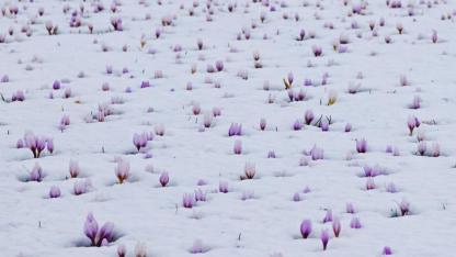 Kar altında açan çiğdemler hayran bıraktı