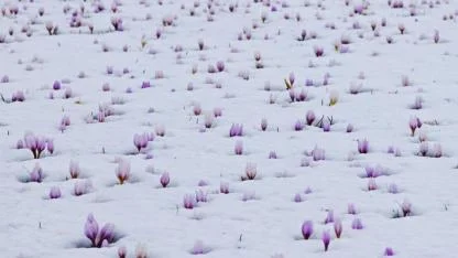 Kar altında açan çiğdemler hayran bıraktı