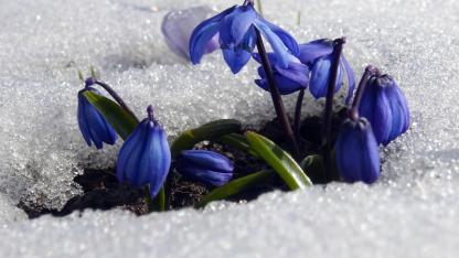 Karlar eridi sarıçam ormanları çiçeklerle renklendi