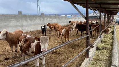 Kars Ziraat Odasından hayvancılığa örnek proje