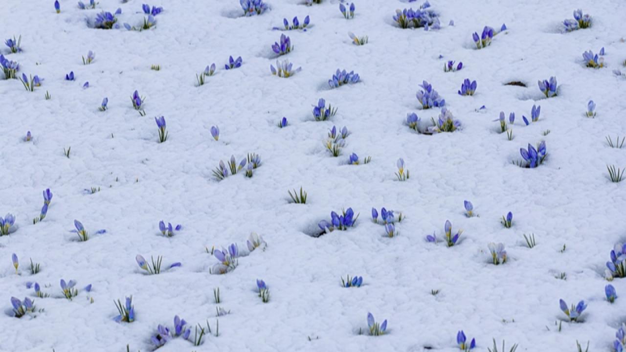 Kars’ta bahar çiçekleri kar altında kaldı