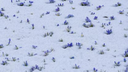 Kars’ta bahar çiçekleri kar altında kaldı