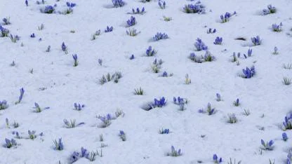 Kars’ta bahar çiçekleri kar altında kaldı