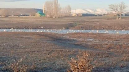 Baharın müjdecisi göçmen kuşlar görsel şölen sunuyor