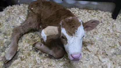 Kars’ta binlerce hayvan Kafkas Üniversitesi’nde şifa buluyor