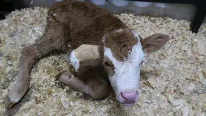 Kars’ta binlerce hayvan Kafkas Üniversitesi’nde şifa buluyor