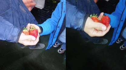 Kars’ta bir baba küçük kızına ancak 4 adet çilek alabildi