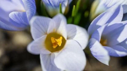 Kars’ta doğa canlandı