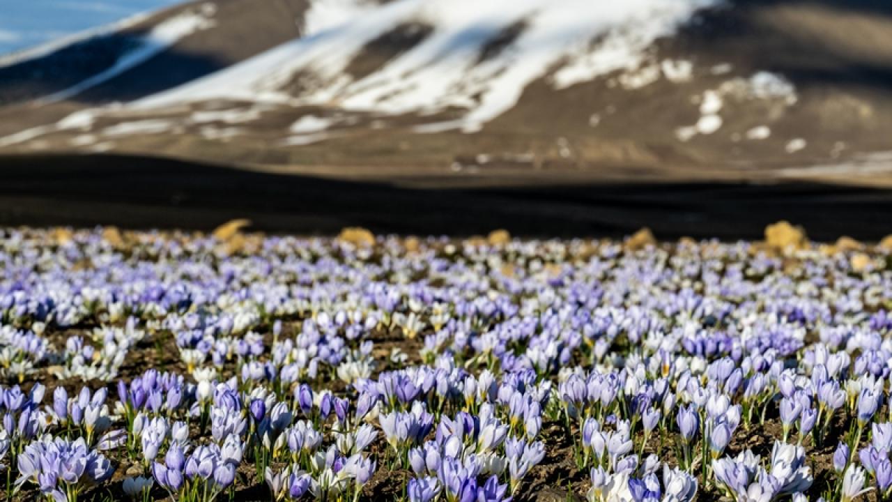 Kars’ta doğa canlandı