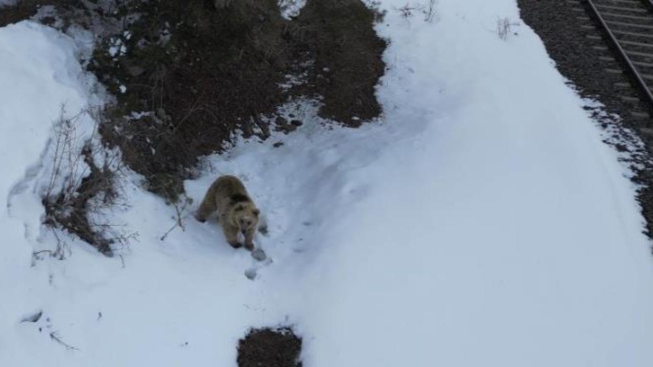 Sarıkamış'ta bozayının drone merakı kamerada