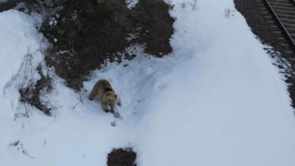 Sarıkamış'ta bozayının drone merakı kamerada