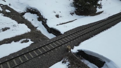 Kars’ta drone ile karşılaşan boz ayı kamerada: Merak, tedirginlik ve kaçış