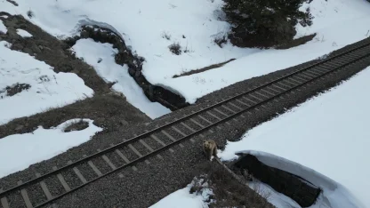 Kars’ta drone ile karşılaşan boz ayı kamerada: Merak, tedirginlik ve kaçış