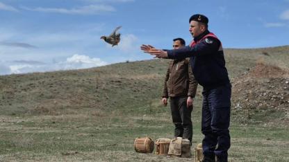 Kars’ta kaçak av operasyonu: 51 keklik doğaya salındı