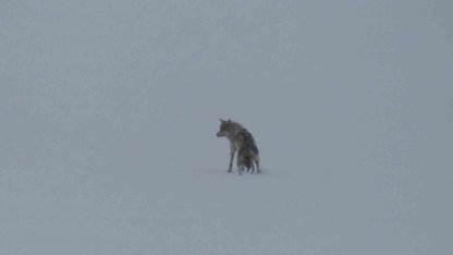 Kars’ta tek başına ilerleyen kurt kamerada