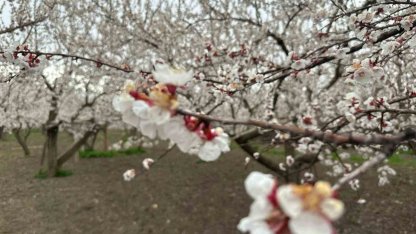 Kars’ta kayısı bahçeleri beyaza büründü: Bereketli sezon umudu