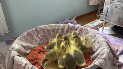 Kars’ta kaz üretiminde kuluçka dönemi