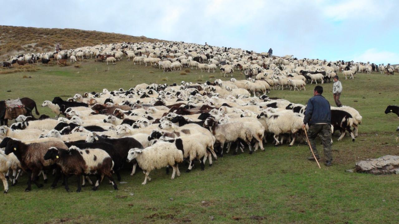 Kars’ta yetiştiricilere sürü yönetimi eğitimi