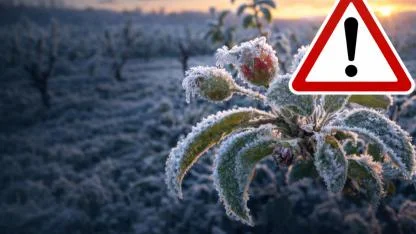 Kars’ta zirai don uyarısı