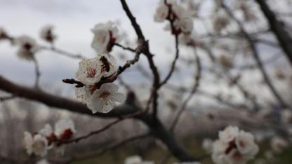 Kars’ta zirai dona karşı seferberlik