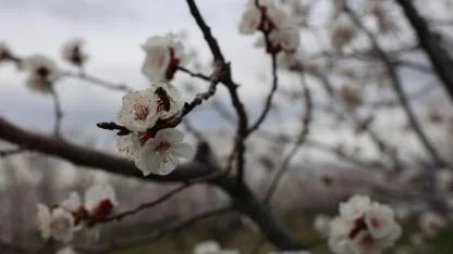 Kars’ta zirai dona karşı seferberlik