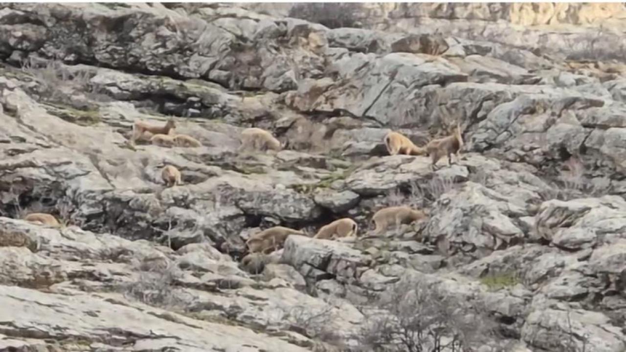 Kayalıkların efendileri sürü halinde objektife takıldı