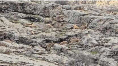 Kayalıkların efendileri sürü halinde objektife takıldı