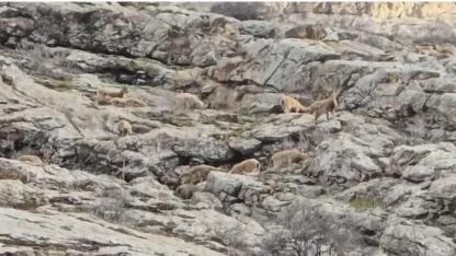 Kayalıkların efendileri sürü halinde objektife takıldı