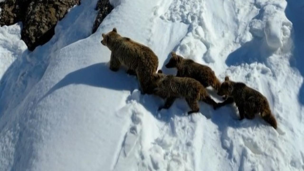 Kış uykusundan uyanan ayı ailesi dronla görüntülendi