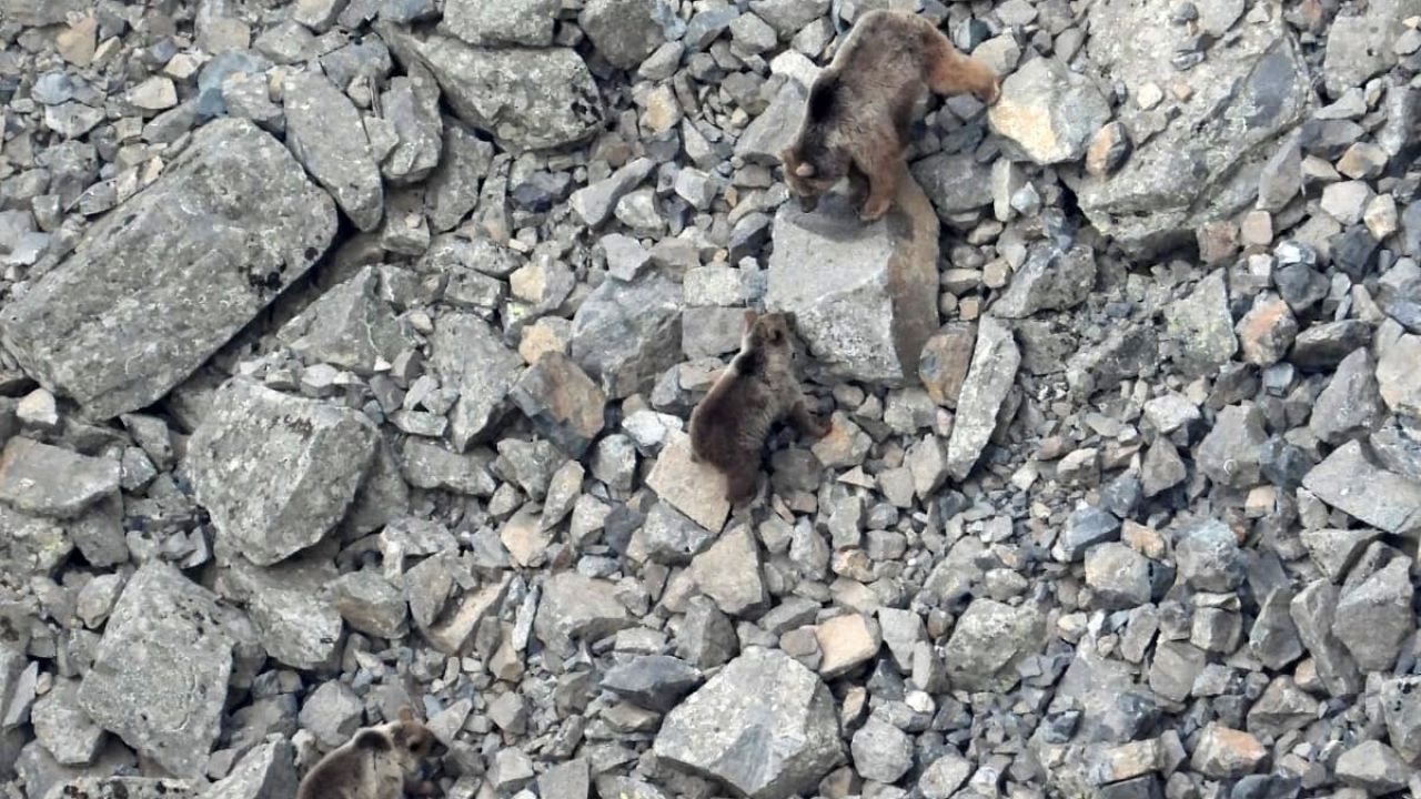 Kış uykusundan uyanan ayı ailesi kameralara yansıdı