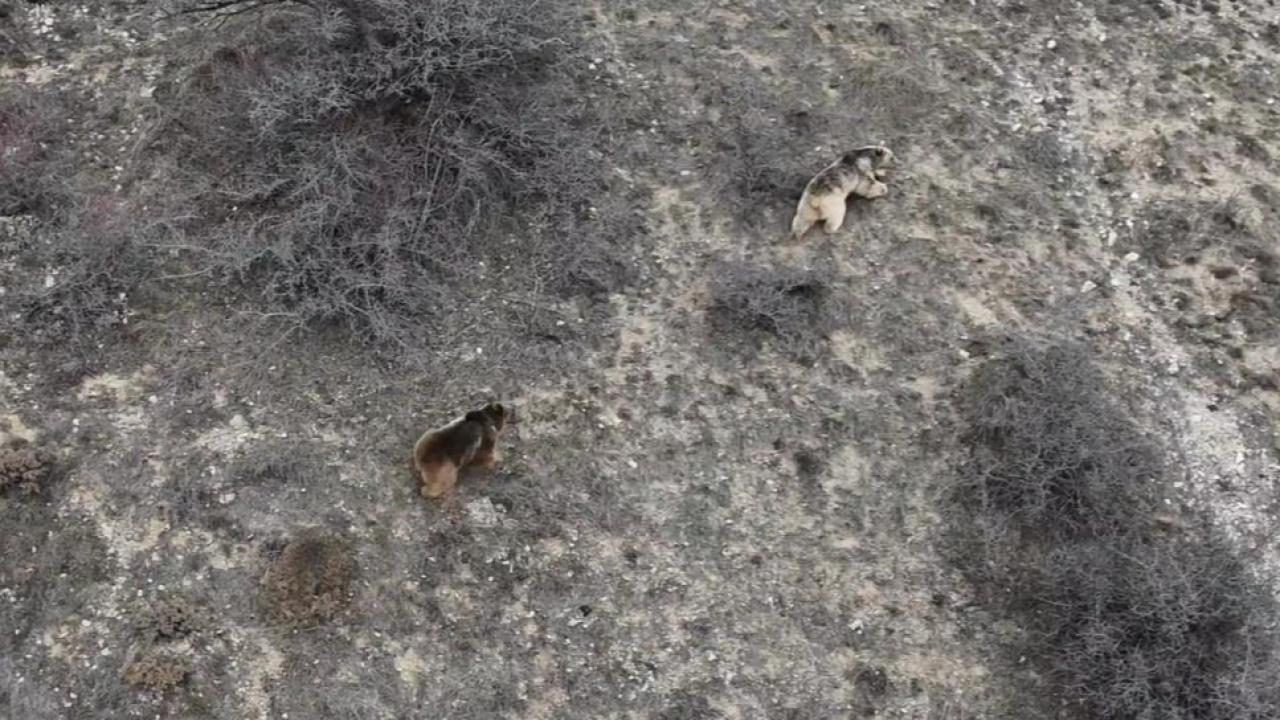 Kış uykusundan uyanan ayılar yeşeren arazide beslendi