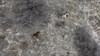 Kış uykusundan uyanan ayılar yeşeren arazide beslendi