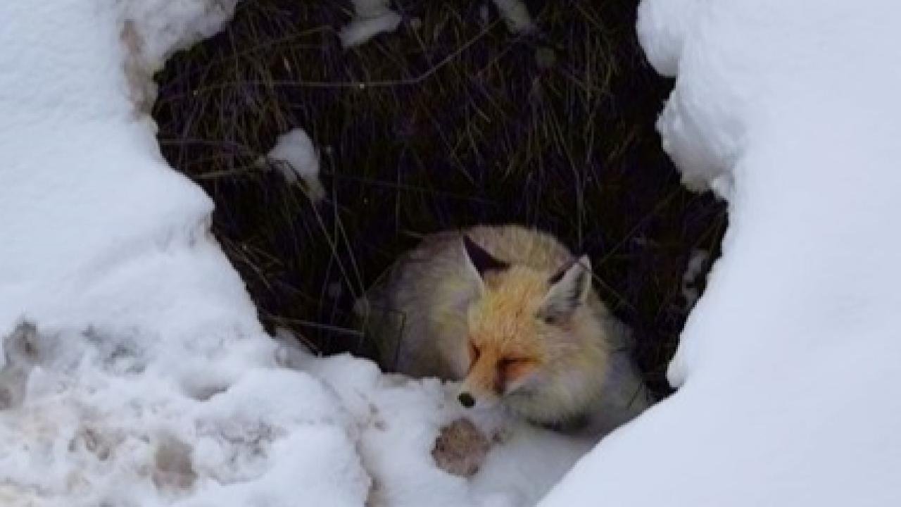 Kızıl tilkinin büyüleyen anları
