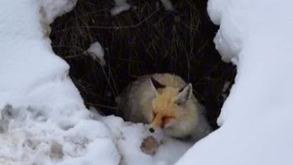 Kızıl tilkinin büyüleyen anları