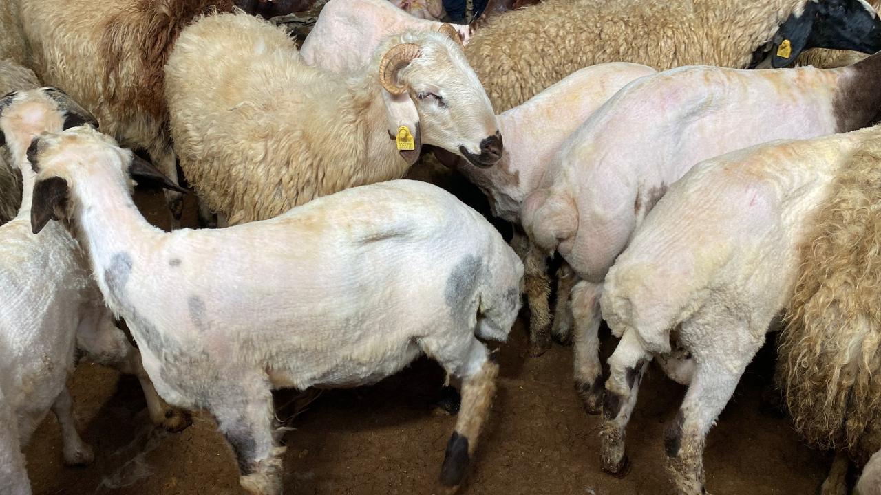 Koyun kırkımı sağlık ve kazanç demek