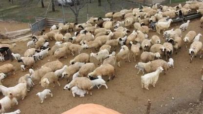 Küçükbaş hayvancılıkta bahar hareketliliği